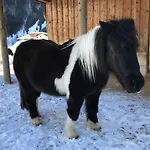 公寓 Pony-ziegen-hasen-ranch *