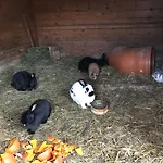 Pony-ziegen-hasen-ranch 公寓 *