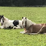 Pony-ziegen-hasen-ranch 公寓 比荷巴赫
