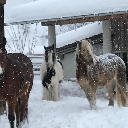 Pony-ziegen-hasen-ranch