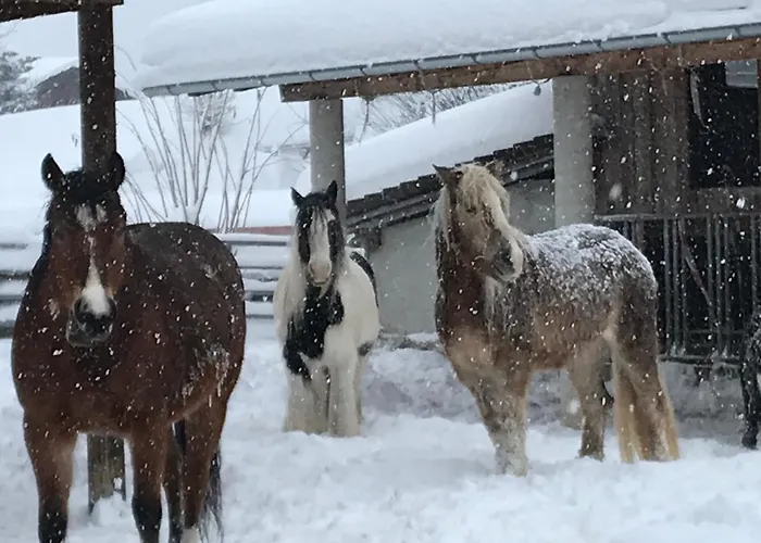 Pony-ziegen-hasen-ranch